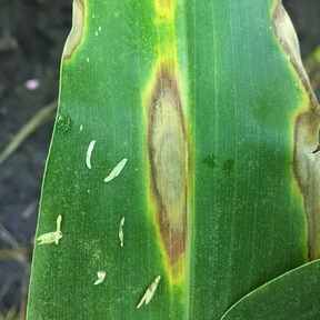 Maize Leaf Spot