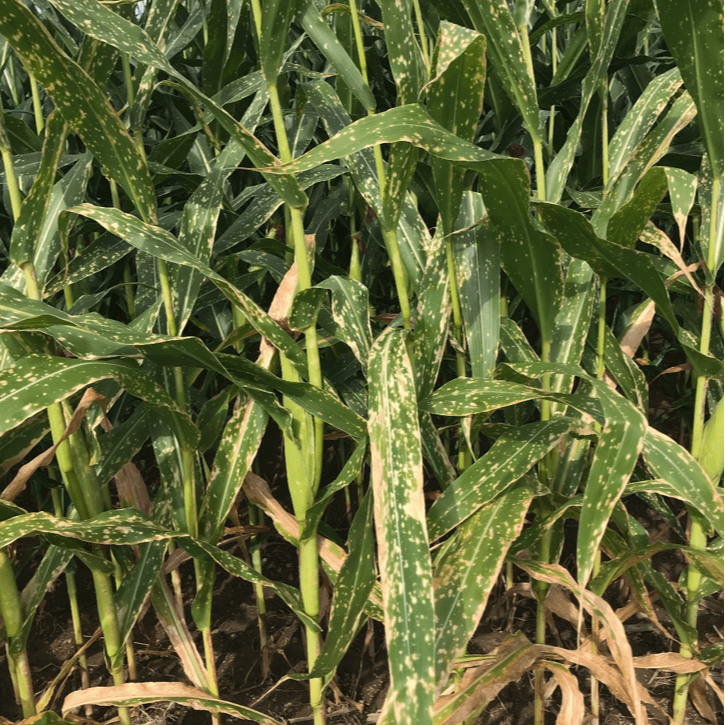 Southern leaf blight