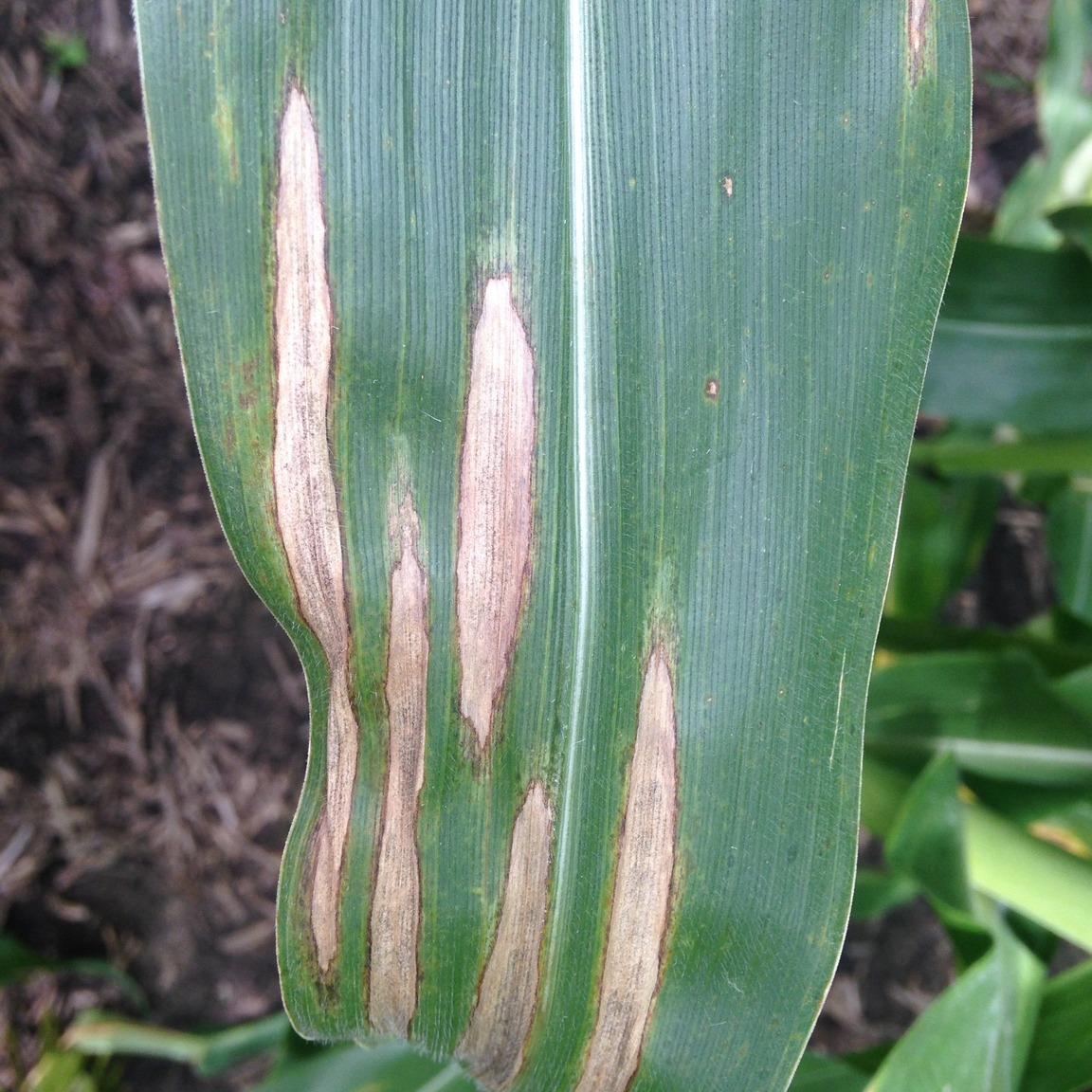 Northern leaf blight