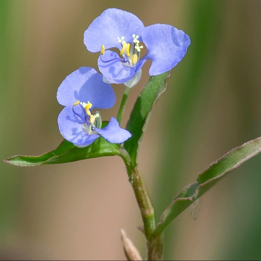 Broad Leaf Weed