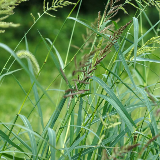 Grass