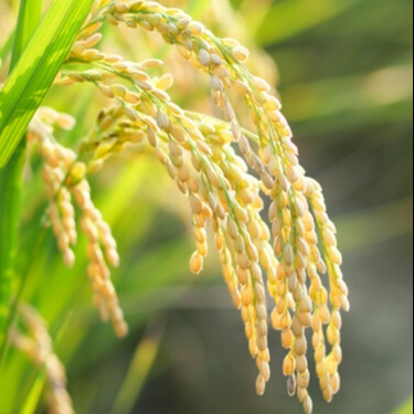 Paddy (Rice)