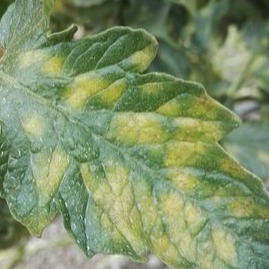 Tomato leaf mold