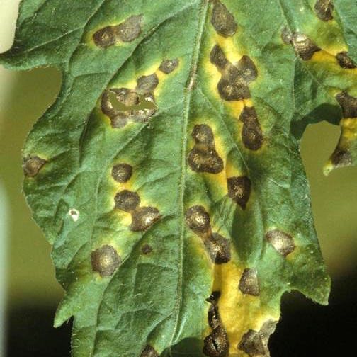 Septoria leaf spot