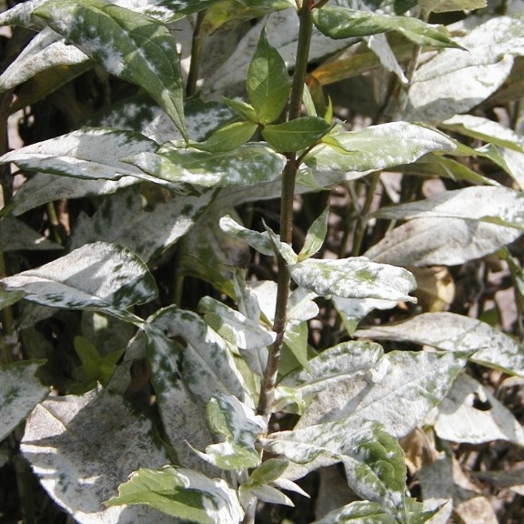 Powdery mildew