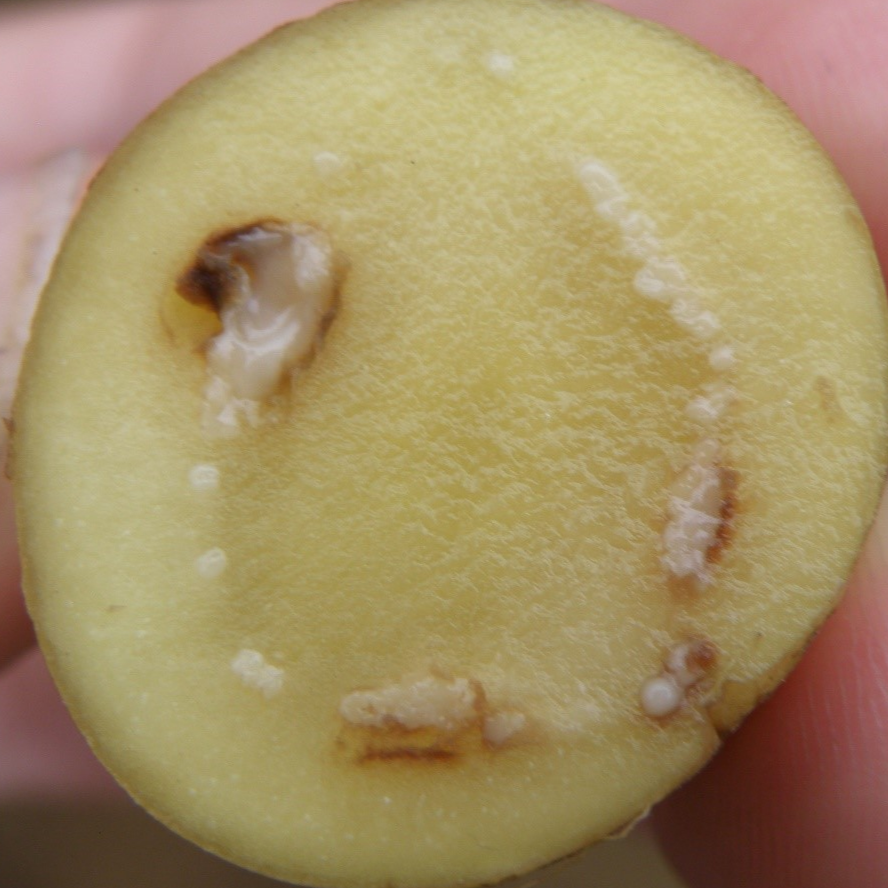Bacterial wilt of potato