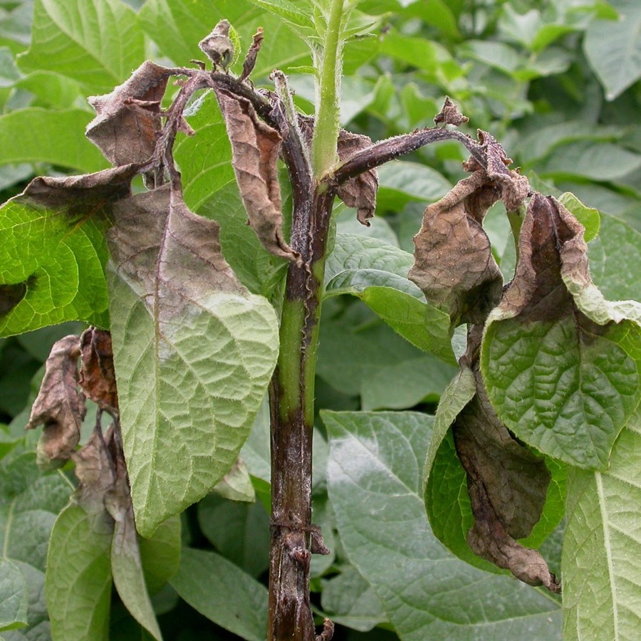 Late blight