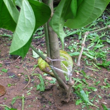 Sclerotium wilt