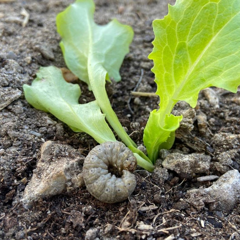 Cutworm