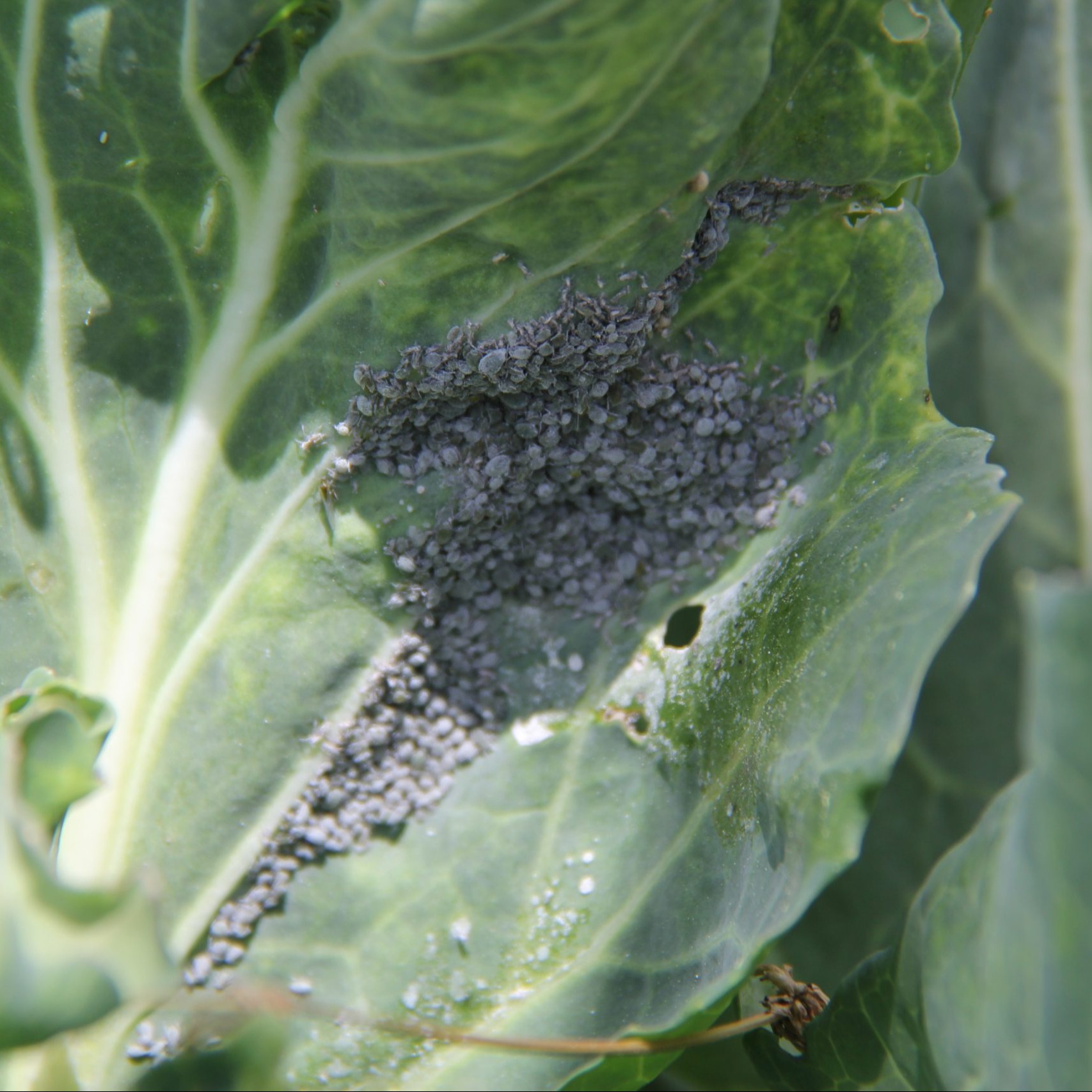 Aphid
