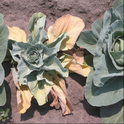 Fusarium wilt