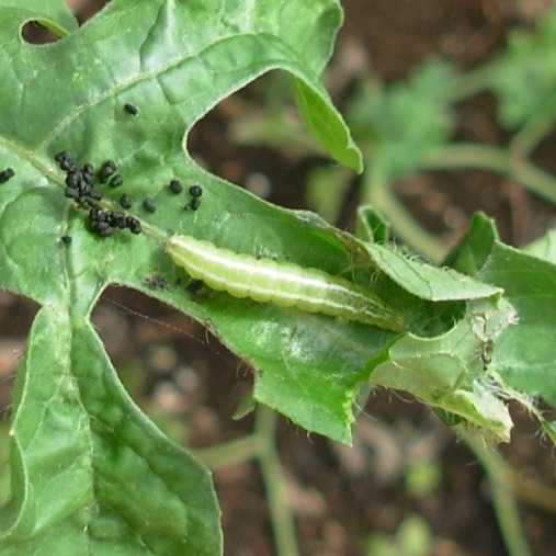 Cucumber moth
