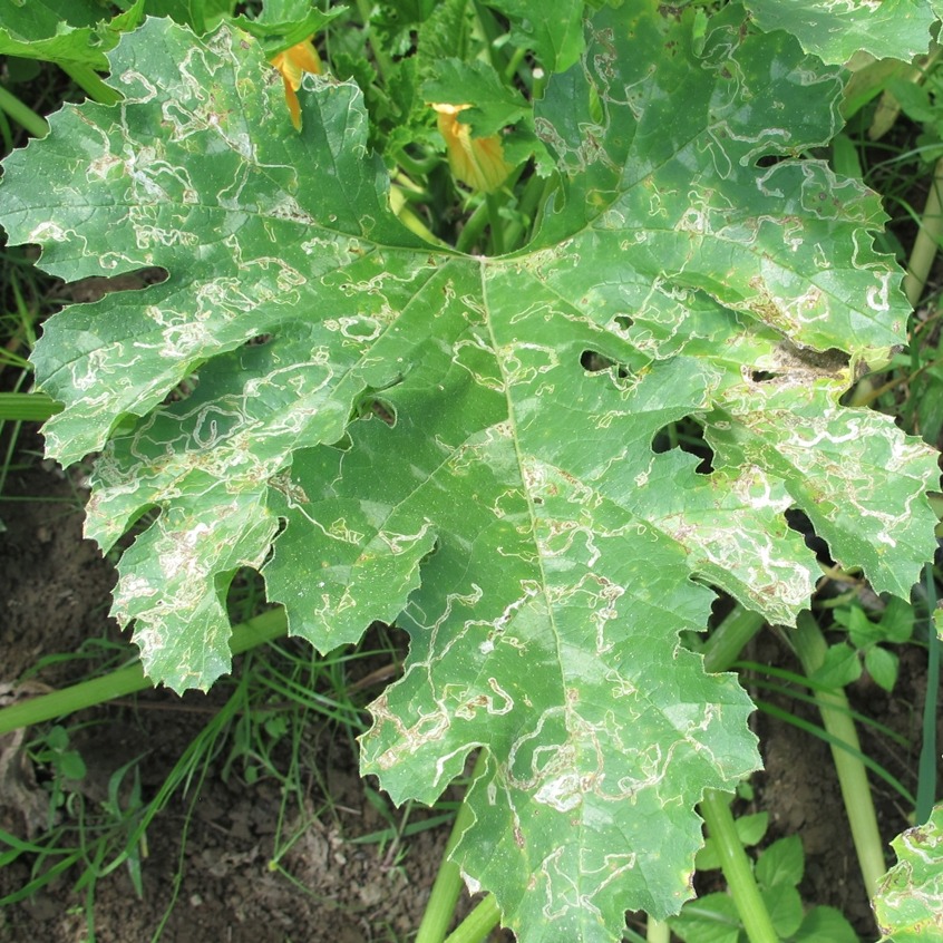 Leaf miner