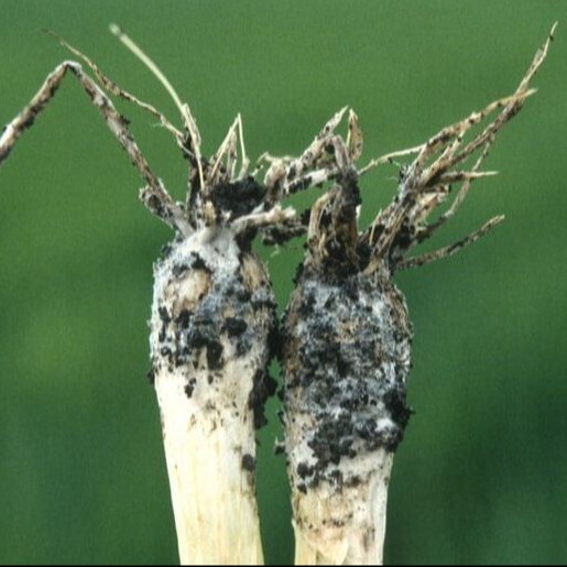 White rot